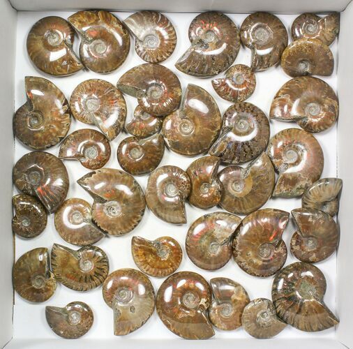 Lot: kg Iridescent, Red Flash Ammonites (-) - Pieces #82473